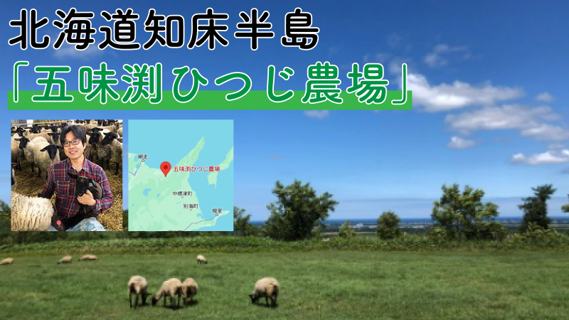 【取り扱い羊のご紹介】北海道知床半島「五味渕ひつじ牧場」
