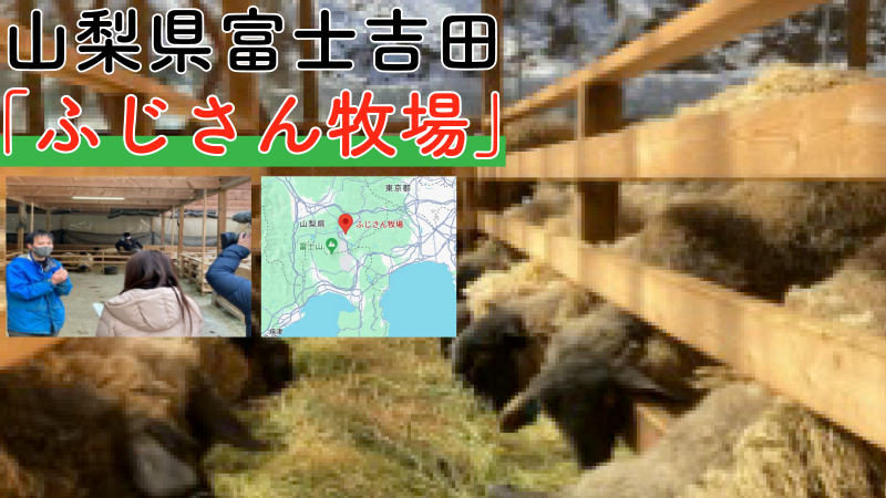 【取り扱い羊のご紹介】-山梨県富士吉田-【ふじさん牧場】